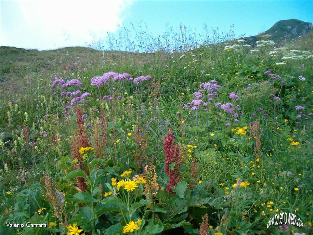 Tanti altri fiori sempre nella conca dei Campelli.jpg